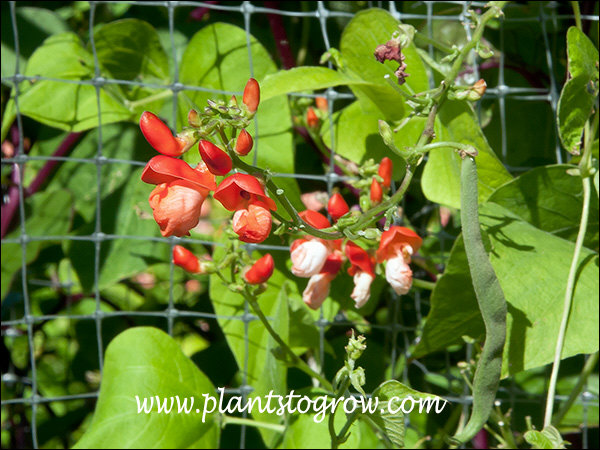 Painted Lady Runner Bean (Phaseolus coccineus)